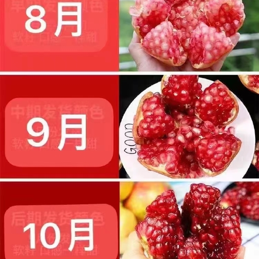 会理软子石榴低价处理