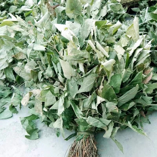 陕西大山深处无黑科技非人工种植淫羊藿
