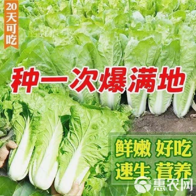 四季播种快菜38大白菜种子早熟易种黄心快菜秋季蔬菜种子