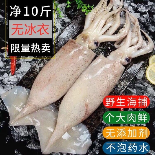 【大鱿鱼】黑皮海捕鱿鱼整只鲜活冷冻鱿鱼须烧烤海鲜