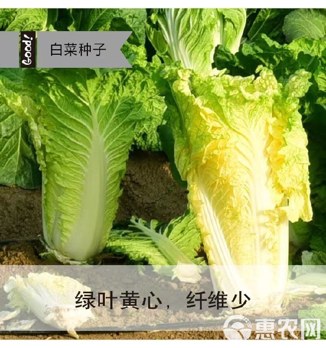 四季播种快菜38大白菜种子早熟易种黄心快菜秋季蔬菜种子