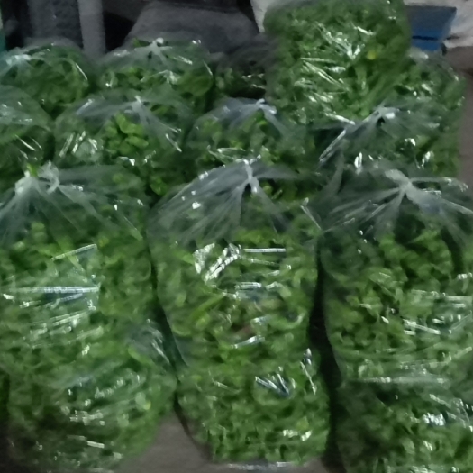 开封大果螺丝椒