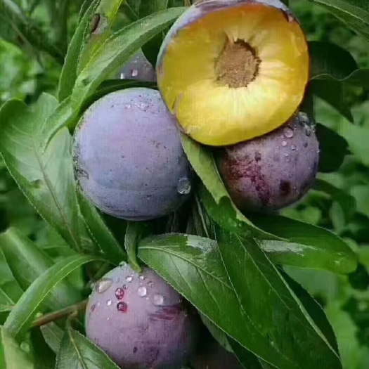 脆红李《小脆红》