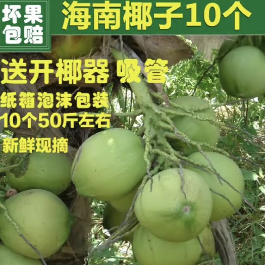 海南椰子有大量，需要的老板可以下单了，一天能摘2000以上。