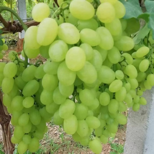 稷山县葡萄＃青提＃维多利亚