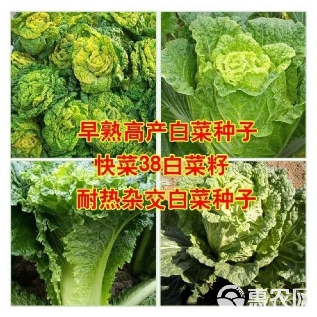 四季播种快菜38大白菜种子早熟易种黄心快菜秋季蔬菜种子