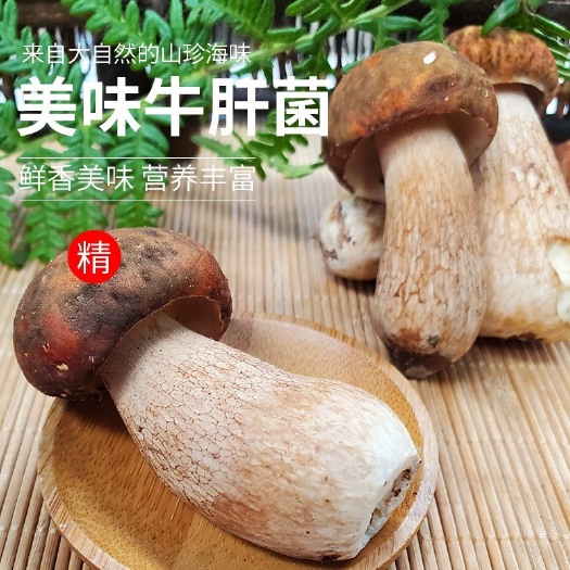 林口县野生美味牛肝菌 青头菌 见手青 当天现采现发
