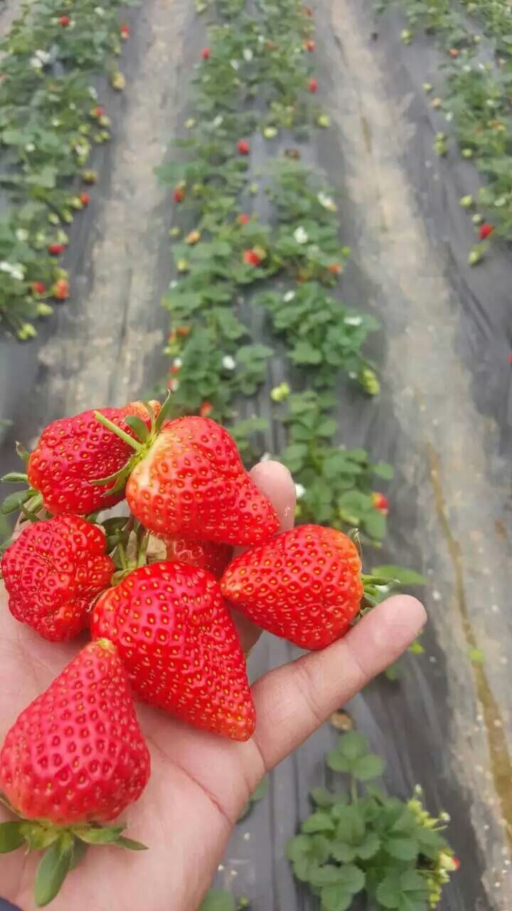 妙香三号 天仙醉草莓苗价格，早熟个头大适合南北方栽植