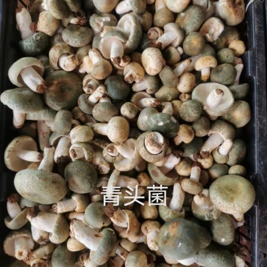 禄劝县云南野生菌当天现采