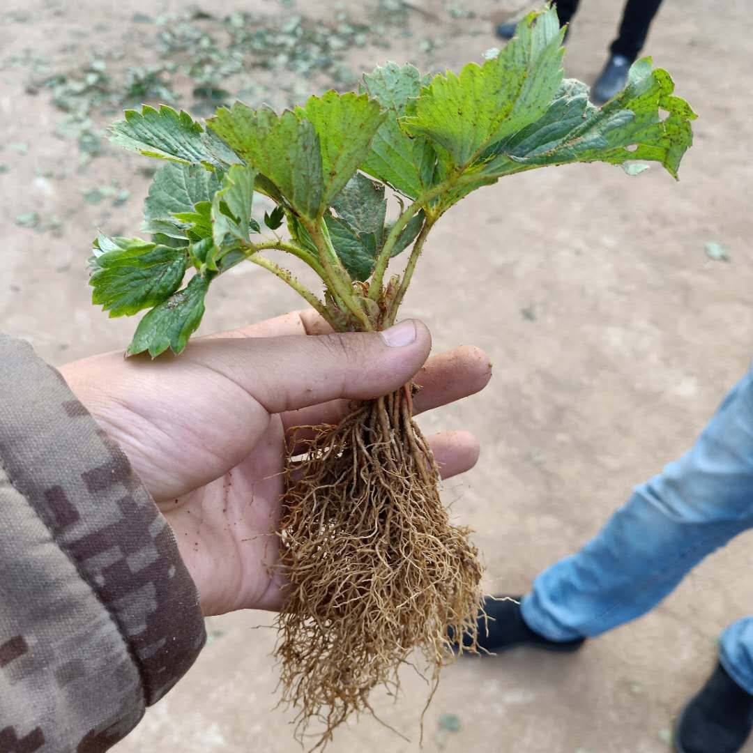 妙香三号 天仙醉草莓苗价格，早熟个头大适合南北方栽植