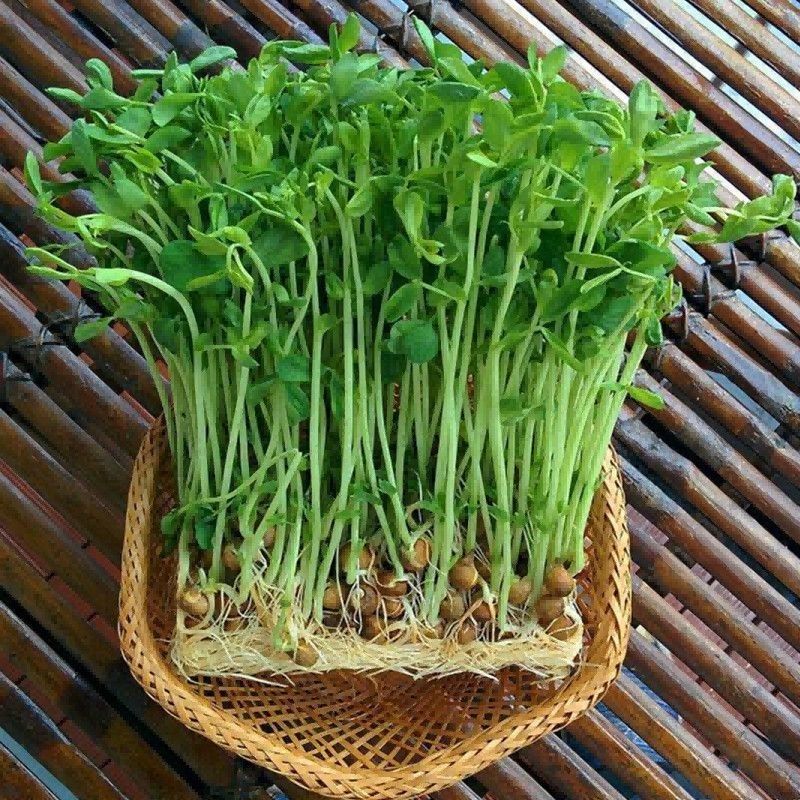 新豌豆种本地豌豆吃豌豆菜豌豆尖可水培豌豆苗白豌豆朱砂红豌豆种