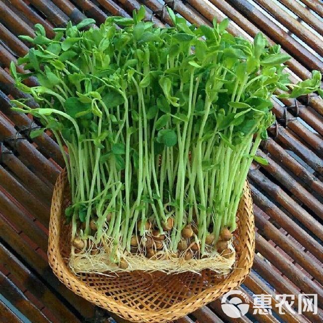 新豌豆种本地豌豆吃豌豆菜豌豆尖可水培豌豆苗白豌豆朱砂红豌豆种