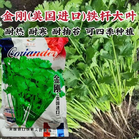 沭阳县香菜种子金刚铁杆香菜种子大叶耐热耐寒耐抽苔香昧浓郁香菜种子
