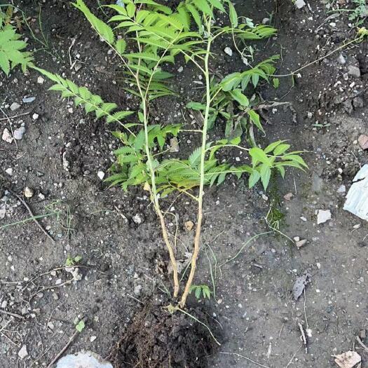 铁岭珍珠梅