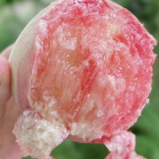 成都龙泉驿水蜜桃 纯甜软桃 顺丰空运 原产地直发 一件代发