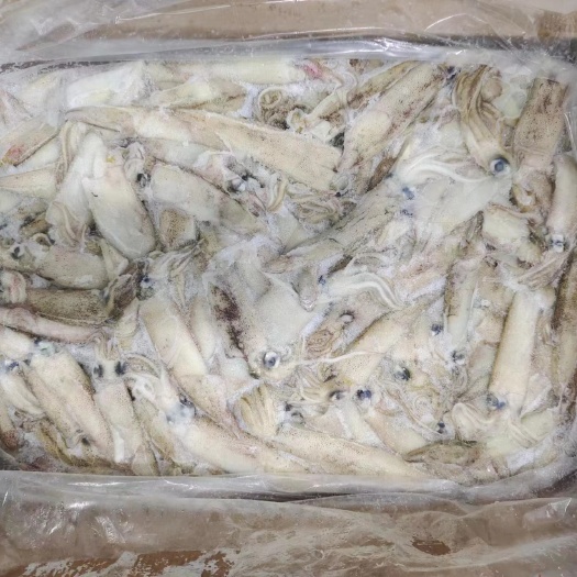 济南笔管鱼 原料  笔管鱼海兔原料