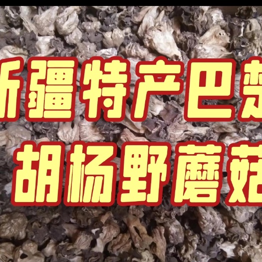新疆特产胡杨野蘑菇批发零售店  巴楚野蘑菇