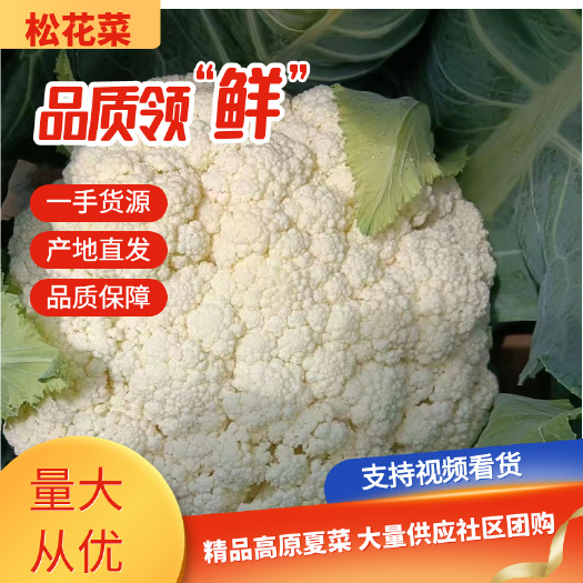 定西大量供应松花菜，产地一手货源。量大质优。支持视频看货。