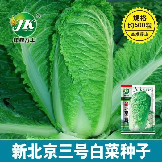 长沙北京新三号油绿型白菜籽冬储大白菜种子籽大面积四季种植基地庭院