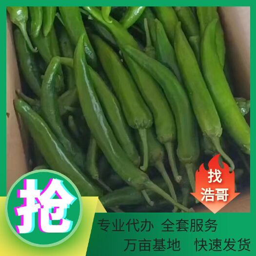 商丘牛角椒，也叫七寸红，长10－15，青微辣