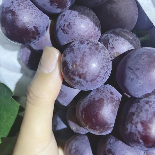 徐州葡萄   夏黑