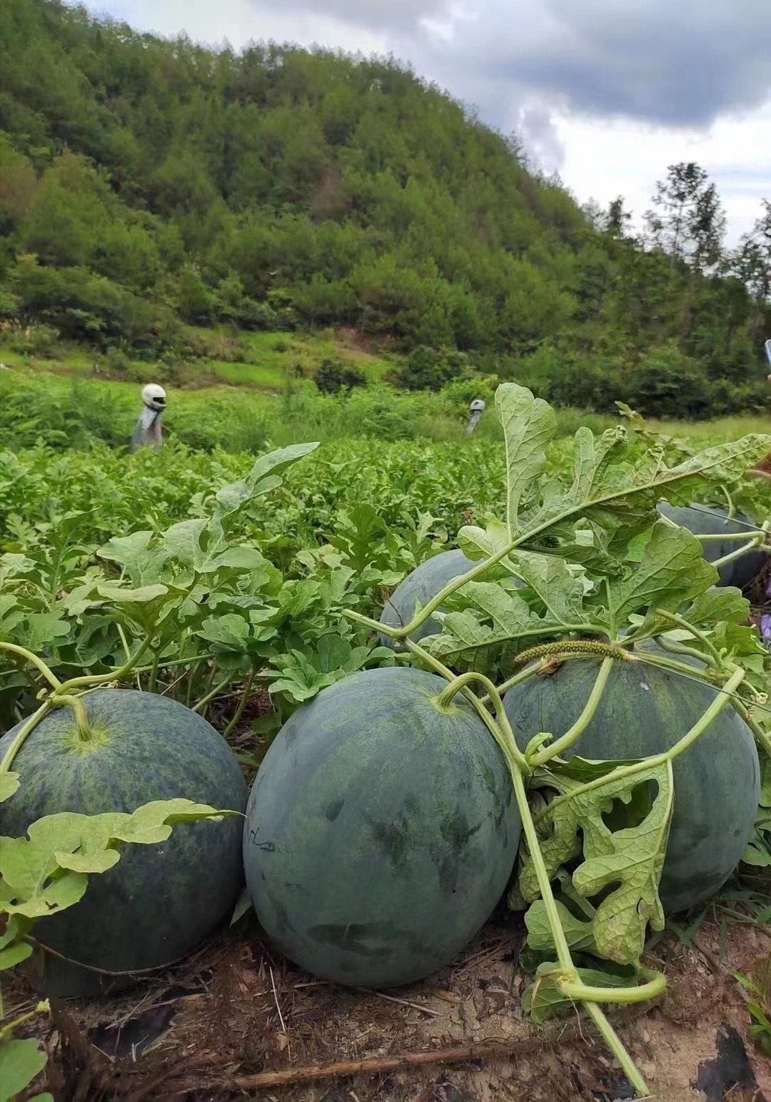 高上黑皮西瓜