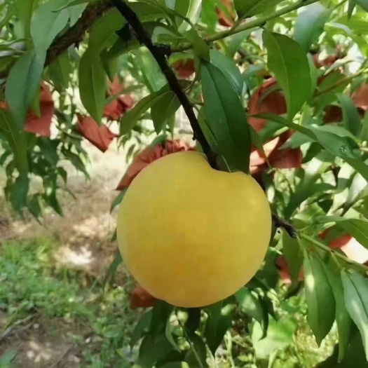 炎陵县湖南炎陵高山黄桃