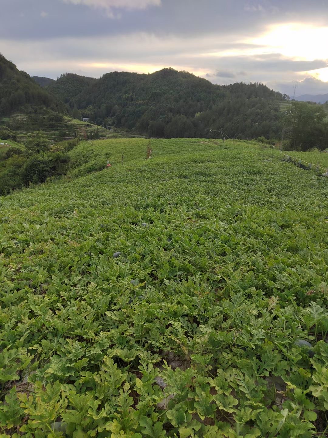 高上黑皮西瓜