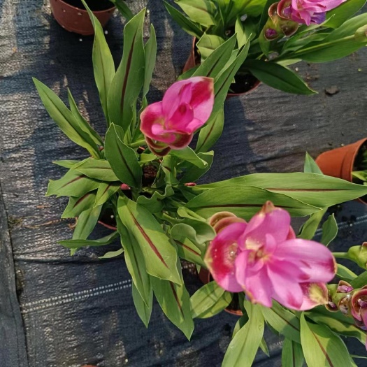 姜荷花花苞生花苞新鲜居家室内室外常备开花绿植盆栽姜荷花花苞新