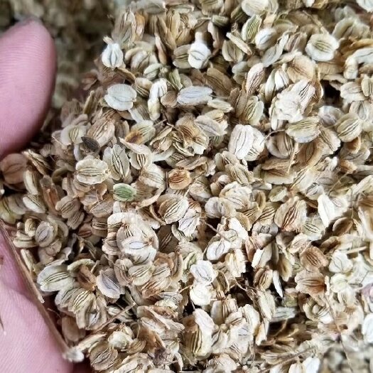 纯新二年白芷种子