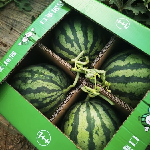 天津静海美都西瓜头茬 还有10万斤上市 糖度高 果形好