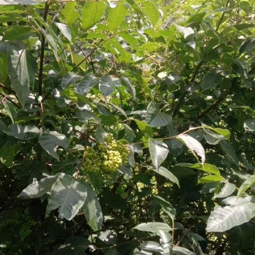 铅山县吴茱萸