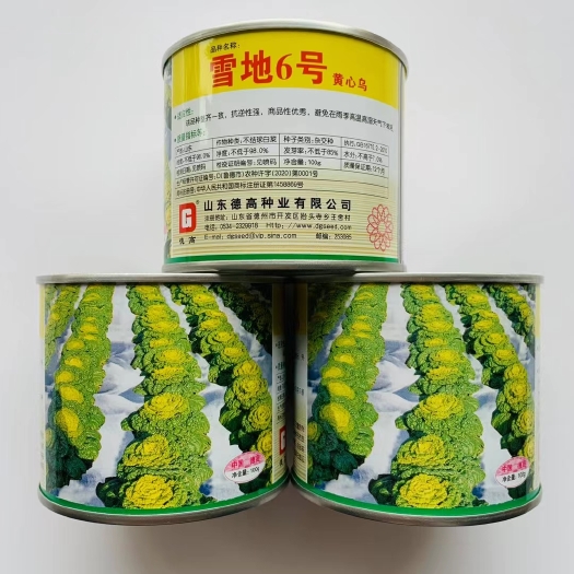 宿迁雪地6号黄心乌菜种子蔬菜种子彩芯黄芯乌乌塌菜种籽耐寒