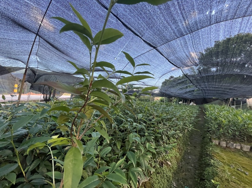 鳳凰單叢茶苗：鴨屎香-蜜蘭香-烏葉香-披頭-鋸朵仔