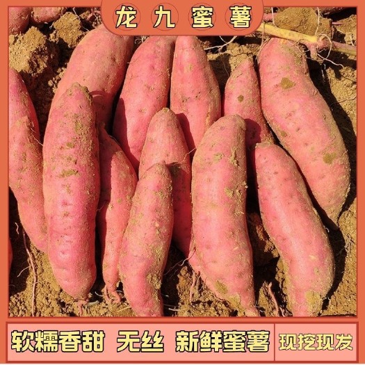 莘县一件代发地瓜鲜沙地黄心红薯蜜薯先挖先发番薯