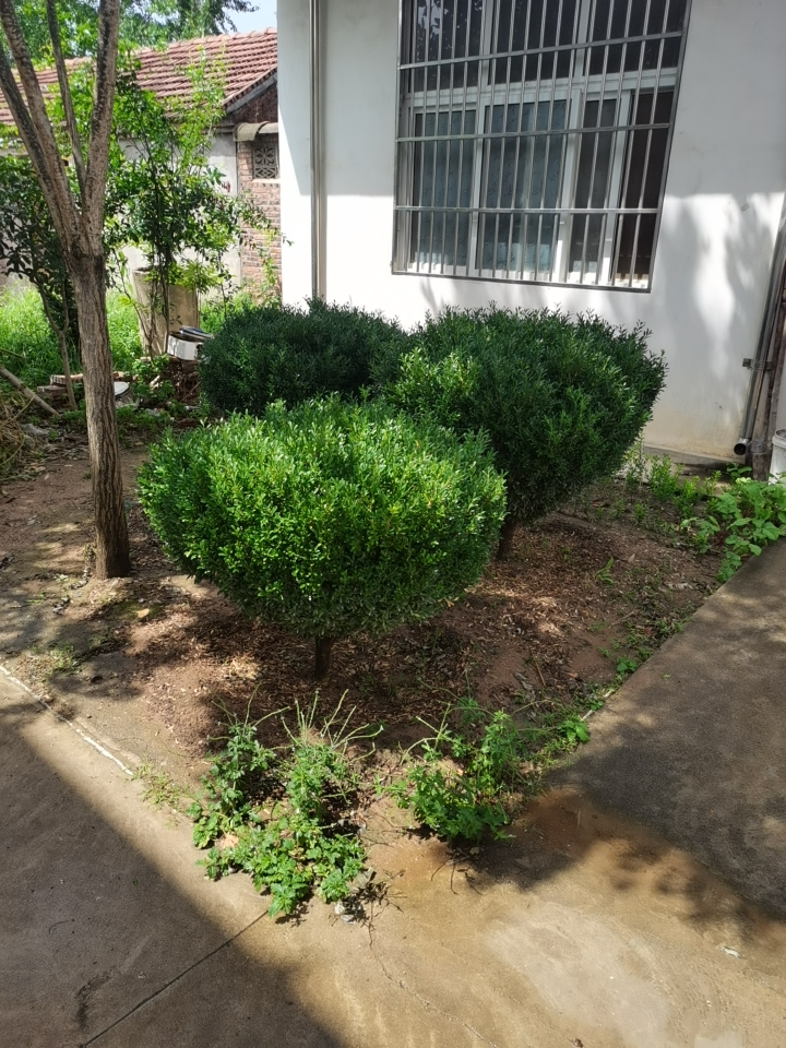 雀舌黄杨 直径1.2米，高1.5米。 ，未修剪