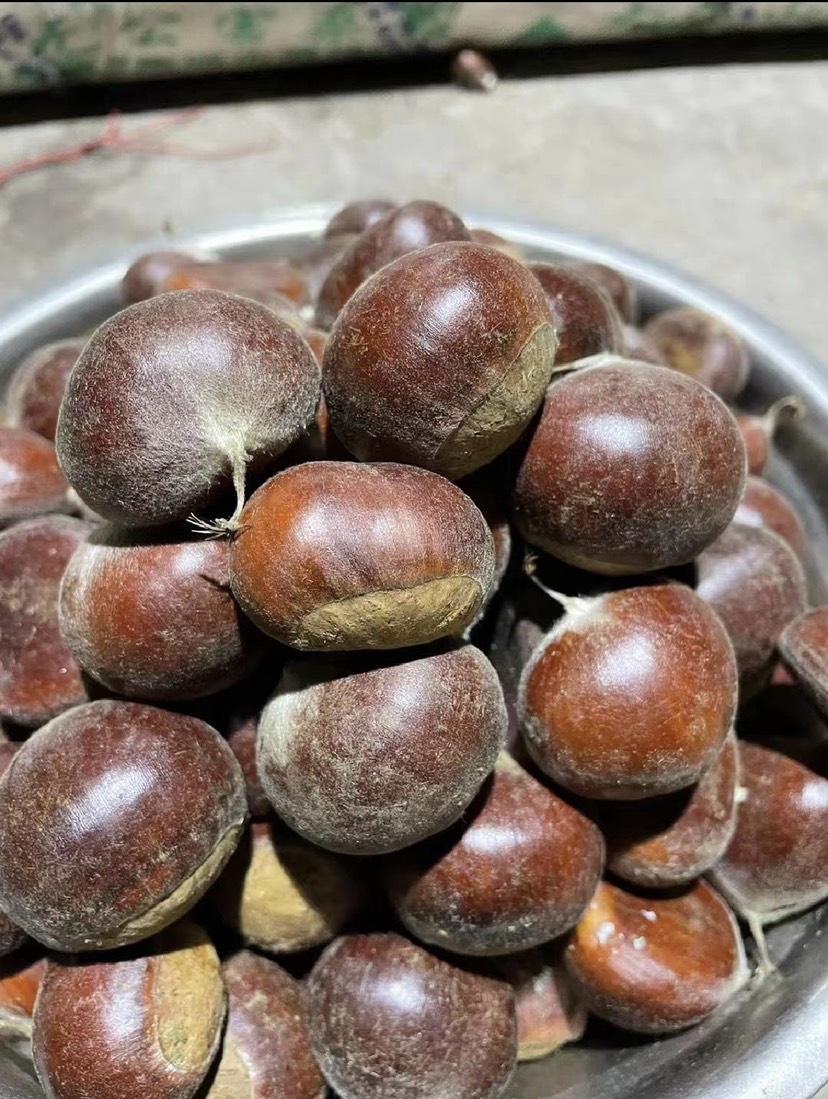 迁西板栗地直发货源充足稳定规格齐全软糯香甜