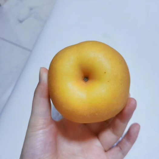 枝江市百里洲砂梨，翠冠，圆黄，黄花梨，汁水丰富，皮薄核小肉质细腻。