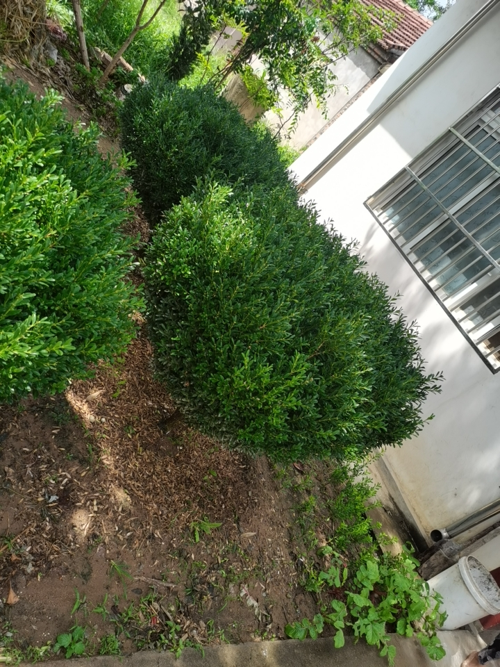 雀舌黄杨 直径1.2米，高1.5米。 ，未修剪