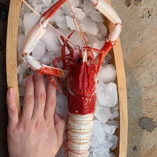 北海海神后海鳌虾