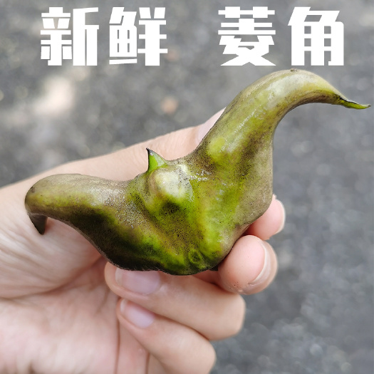 监利市菱角1元每斤，有水中栗子之称的菱角。洪湖老菱角，带壳粉糯，现