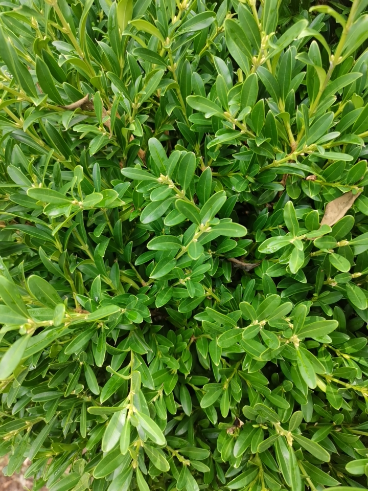 雀舌黄杨 直径1.2米，高1.5米。 ，未修剪