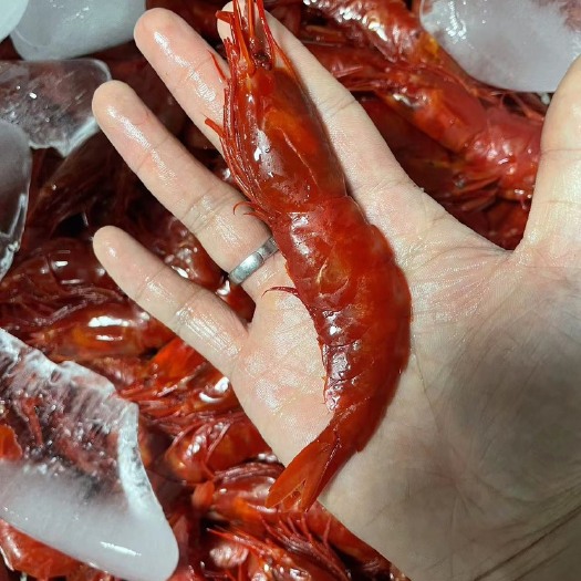 广西北海绯红牡丹虾 红色牡丹虾