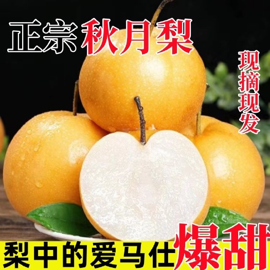 济宁秋月梨   新鲜水果秋月梨脆甜果园直发应季整箱批发
