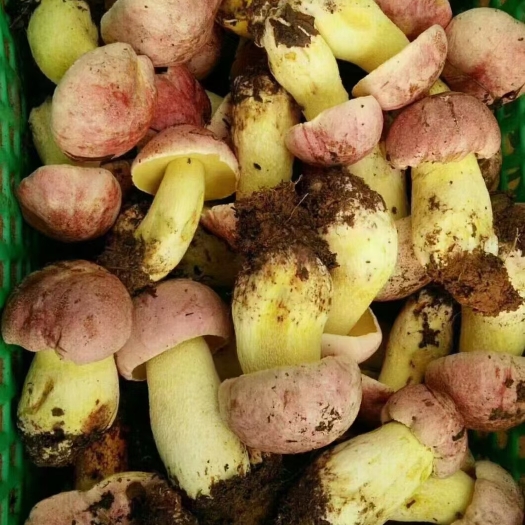 禄劝县云南野生菌  白葱