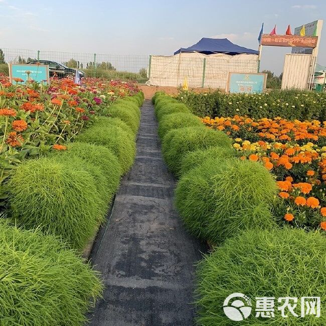 红地肤种子绿地肤扫帚草花籽阳台盆栽植庭院植物观叶花卉花种籽子