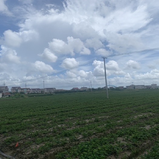 南通草莓苗大叶红颜真假红颜白草莓苗建德红长丰等