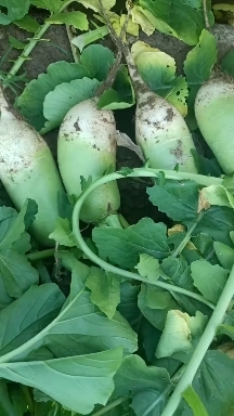 大荔县陕西纯沙土地青萝卜青爽可口对接各大商超