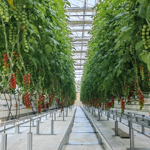 铜川荷兰特美瑞191 串收番茄，智能温室大棚种植，量大