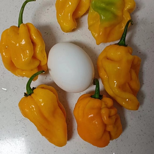 菏泽海南黄灯笼辣椒，辣椒酱